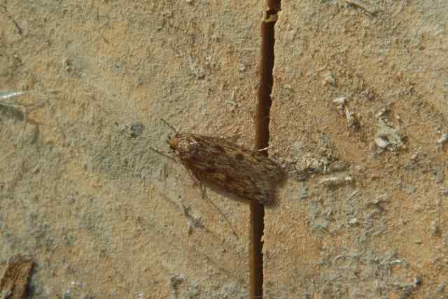 Hofmannophila pseudopretella, een Oecophoride die het hele jaar is te vinden is in en rond het huis maar vooral in de zomer vliegt. Deze Aziatische soort is in de negentiende eeuw in Europa geïntroduceerd. De rups leeft van dood organisch materiaal.